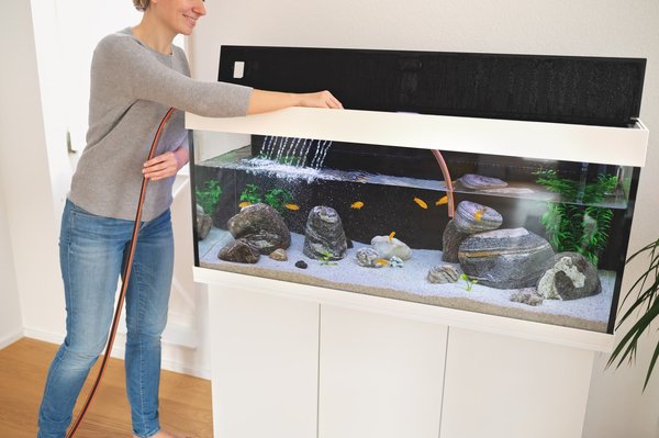 Quels poissons d'aquarium pour débutant ?