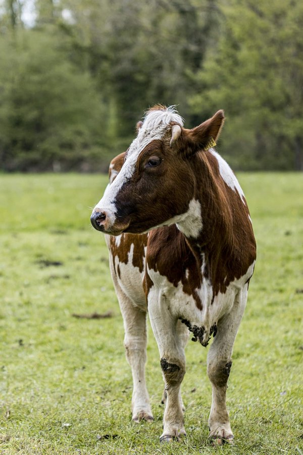 Comment effectuer une découpe de bœuf à la maison comme un professionnel?