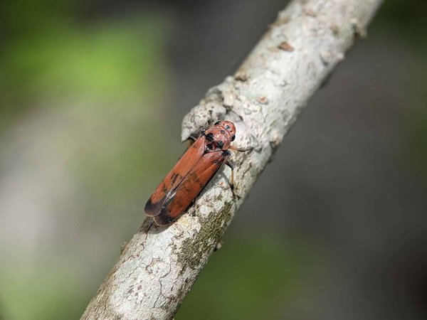 Lutte contre les insectes des bois : pourquoi privilégier les entreprises spécialisées ?
